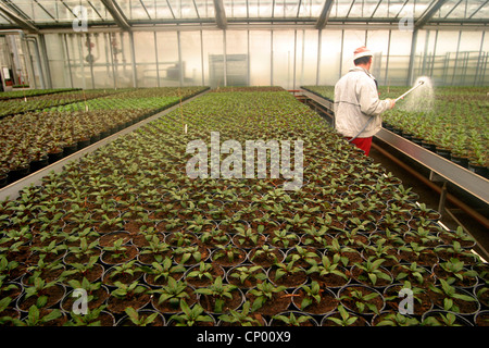 Impatiens, Busy Lizzy (Impatiens Walleriana), in einem Kindergarten Stockfoto