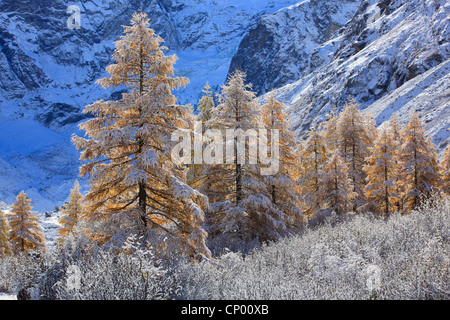 gemeinsamen Lärche, Lärche (Larix Decidua, Larix Europaea), Wintereinbruch im Arollatal-Tal, Schweiz, Wallis Stockfoto