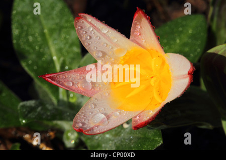 gemeinsamer Garten-Tulpe (Tulipa spec.), Tulpe mit rainrops Stockfoto