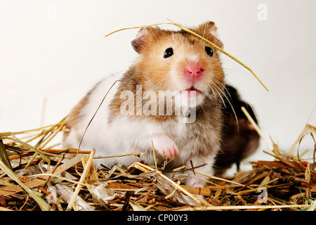 Goldhamster (Mesocricetus Auratus), sitzen auf Stroh Stockfoto