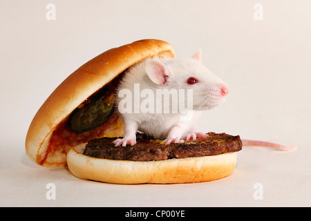 Ausgefallene Ratte, braune Ratte (Rattus Norvegicus Domesticus, Rattus Norvegicus Domestica), sitzt auf einem Hamburger - Symbolbild "ungesunde Ernährung" Stockfoto