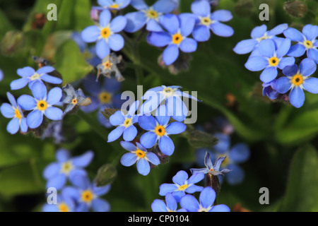 Holz-Vergissmeinnicht, Wald-Vergissmeinnicht (Myosotis Sylvatica), blühen Stockfoto
