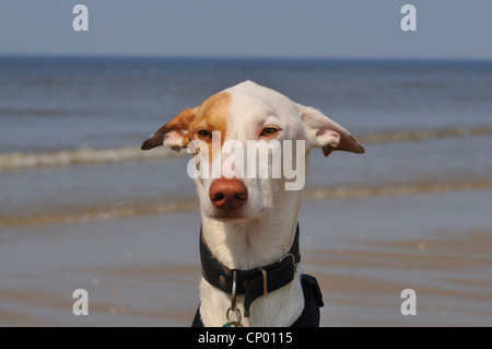 Ibizenkische Warren Hound, Ibiza Podenco (Canis Lupus F. Familiaris), Porträt am Meer Stockfoto