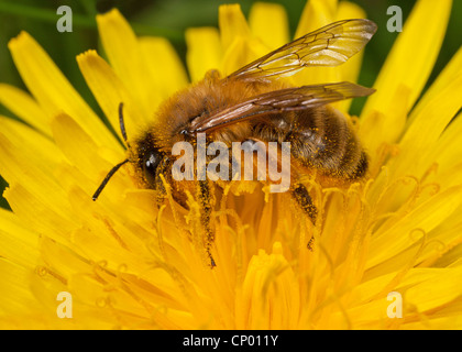 Eine Bergbau-Biene - Andrena Nigroaenea - Fütterung auf eine Blume Löwenzahn. Stockfoto