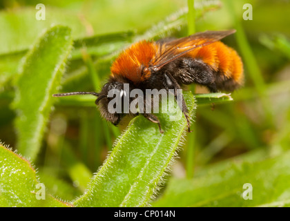 Eine weibliche Tawny Mining Biene - Andrena fulva Stockfoto