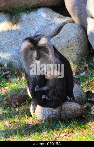 Liontail Makaken, Löwe-tailed Macaque (Macaca Silenus) mit Welpen auf einem Stein sitzend Stockfoto