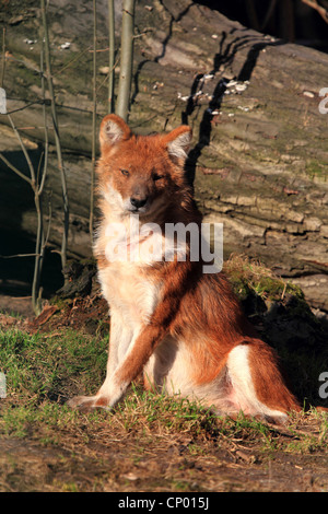 Dhole, Red Dog, asiatischer Wildhund (Cuon Alpinus), sitzen vor Baumstamm Stockfoto