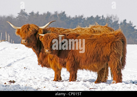 Schottische Hochlandrinder (Bos Primigenius F. Taurus), zwei Tiere in einer tief verschneiten Wiese Stockfoto