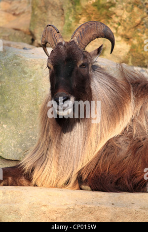 Himalaya-Tahr (Hemitragus Jemlahicus), Männlich Stockfoto