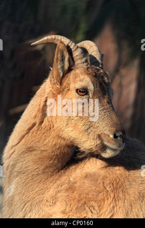 Himalaya-Tahr (Hemitragus Jemlahicus), Weiblich Stockfoto