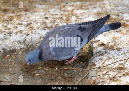 Lager-Taube (Columba Oenas), trinken, Deutschland Stockfoto