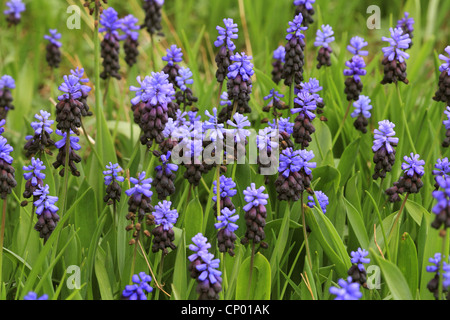 Grape Hyacinth (Muscari Latifolium), blühen Stockfoto