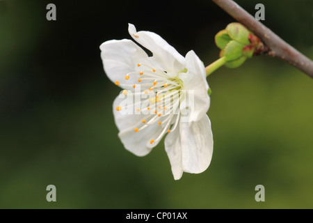 Zwerg-Kirsche, Morello Kirsche, Sauerkirsche (Prunus Cerasus), Blume Stockfoto