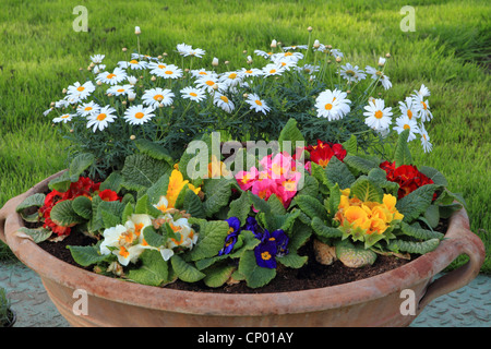 Margerite (Argyranthemum Frutescens), Jardini re mit Marguerite und bunten primeroses Stockfoto