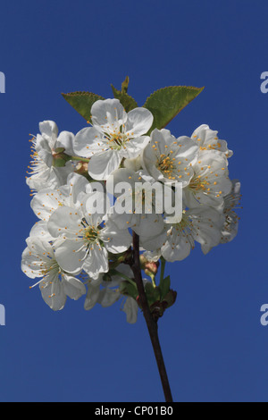 Zwerg-Kirsche, Morello Kirsche, Sauerkirsche (Prunus Cerasus), blühende saure Kirsche Stockfoto