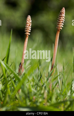 Feld-Schachtelhalm (Equisetum Arvense), Strobili in eine Wiese, Deutschland, Brandenburg Stockfoto