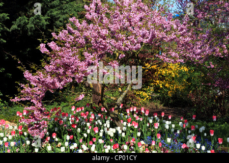 Judasbaum (Cercis Siliquastrum), blühenden Judasbaum mit Tulpen in einem Park, Deutschland Stockfoto