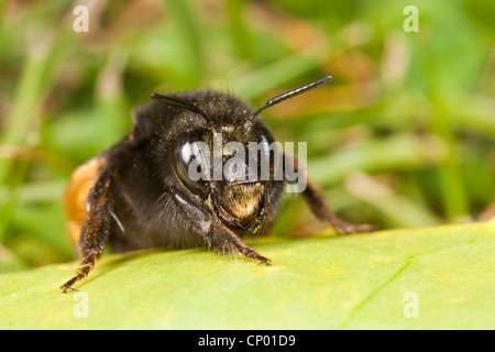 Weibliche Hairy-footed Flower Bee - Anthophora Plumipes, ruht auf einem Blatt. Stockfoto