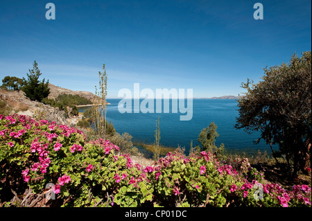 Blick von der blühenden Küste die Klippen am Titicacasee, Peru, Insel Taquile, Titicacasee Stockfoto