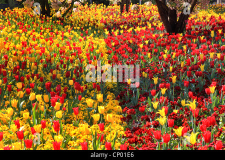 gemeinsamer Garten-Tulpe (Tulipa spec.), Blumenbeet mit roten und gelben Tulpen, Bellis und Stiefmütterchen Stockfoto