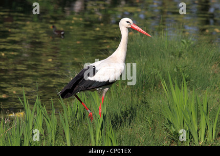 Weißstorch (Ciconia Ciconia), an der Uferpromenade, Deutschland Stockfoto