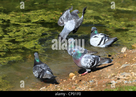 häusliche Taube (Columba Livia F. Domestica), Baden, Deutschland Stockfoto