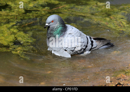 häusliche Taube (Columba Livia F. Domestica), Baden in einer Pfütze, Deutschland Stockfoto