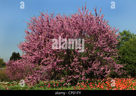 Judasbaum (Cercis Siliquastrum), blühenden Judasbaum mit Tulpen in einem Park, Deutschland Stockfoto