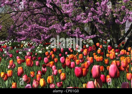 Judasbaum (Cercis Siliquastrum), blühenden Judasbaum mit Tulpen, Deutschland Stockfoto