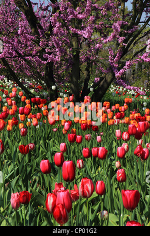 Judasbaum (Cercis Siliquastrum), blühenden Judasbaum mit Tulpen, Deutschland Stockfoto