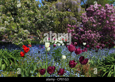 gemeinsamer Garten-Tulpe (Tulipa Gesneriana), Garten im Frühjahr mit gemeinsamen Flieder, Deutschland Stockfoto