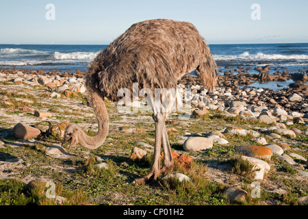 Strauß (Struthio Camelus), Beweidung Strauß vor Kap der guten Hoffnung, Südafrika, Western Cape, Nationalpark Kap der guten Hoffnung, Kapstadt Stockfoto