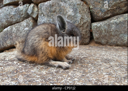 Norther Viscacha, Berg Viscacha (Lagidium Peruanum), Chinchilla in der alten Inka-Ruinen von Machu Picchu, Peru, Anden, Machu Picchu Stockfoto