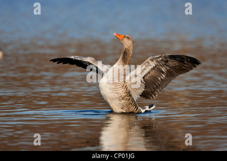 Graugans (Anser Anser), Landung auf dem Wasser, Niederlande Stockfoto