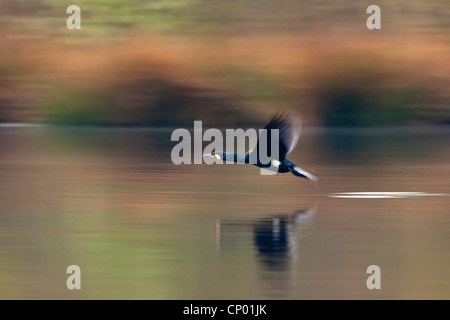 Kormoran (Phalacrocorax Carbo), ausgehend von einem See, Niederlande Stockfoto