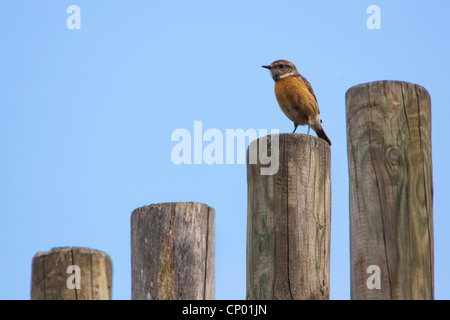 gemeinsamen Schwarzkehlchen (Saxicola Torquata), weibliche sitzen auf eine Holzstange, Niederlande Stockfoto