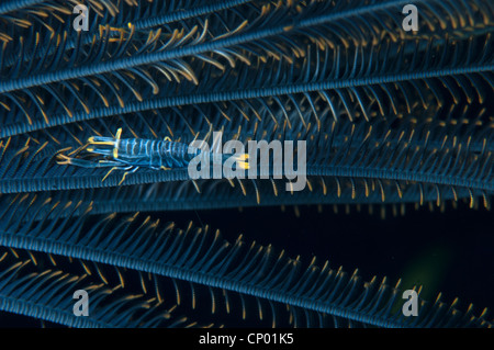 Ein Peitschenkorallen Garnelen drin ist Feather Star passend. Stockfoto