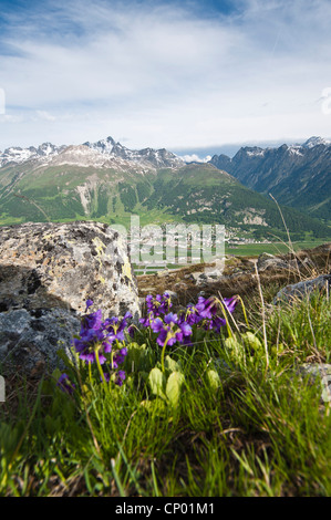 Blick von oben auf Muottas Muragl mit Alpenblumen, Schweiz, Graubünden, Celerina Celerina Stockfoto