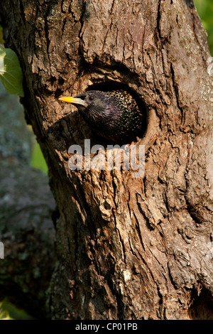 gemeinsamen Star (Sturnus Vulgaris), spähte aus seiner Höhle, Deutschland, Baden-Württemberg Stockfoto