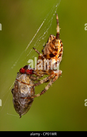 Cross-Orbweaver, Europäische Kreuzspinne Kreuz Spinne (Araneus Diadematus), im Web mit einer Gefangenen Fliege, Deutschland, Baden-Württemberg Stockfoto