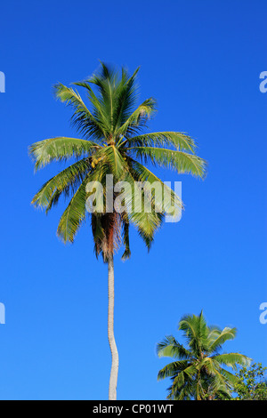 Kokospalmen vor einem blauen Himmel auf den Seychellen Stockfoto