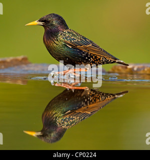 gemeinsamen Star (Sturnus Vulgaris), zu Fuß in Wasser, Deutschland, Rheinland-Pfalz Stockfoto