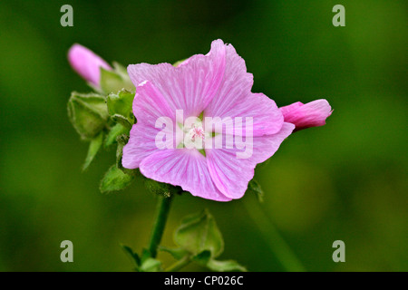 Moschusmalve, Moschus Cheeseweed (Malva Moschata), Blütenstand, Deutschland, Baden-Württemberg Stockfoto