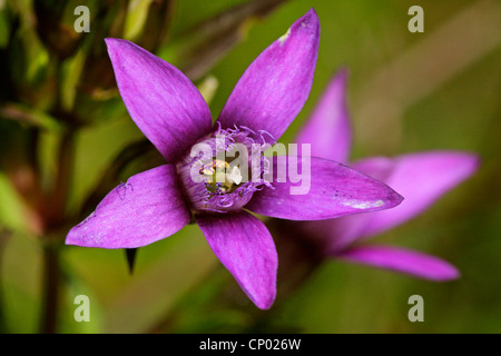 Deutscher Enzian, Chiltern Enzian (Gentiana Germanica, Gentianella Germanica), Blume, Deutschland, Baden-Württemberg Stockfoto