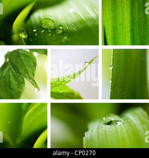 Collage Natur grünen Hintergrund. Schöne collage Stockfoto