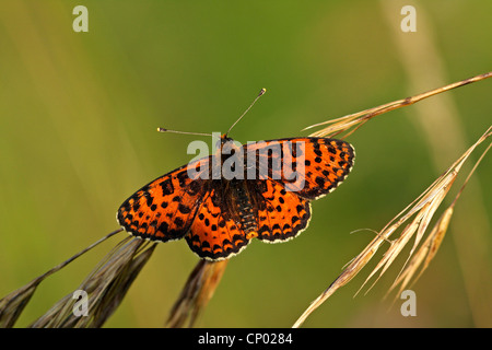 Gefleckte Fritillary (Melitaea Didyma), sitzt auf einem Gras, Deutschland, Baden-Württemberg Stockfoto