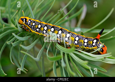 Wolfsmilch Hawkmoth (stark Euphorbiae, Celerio Euphorbiae), Raupe auf einem Wolfsmilch, Deutschland, Baden-Württemberg Stockfoto