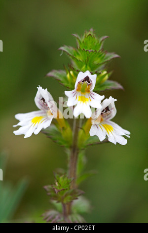 Augentrost (Euphrasia Rostkoviana, Euphrasia Officinalis), Blütenstand, Deutschland, Baden-Württemberg Stockfoto