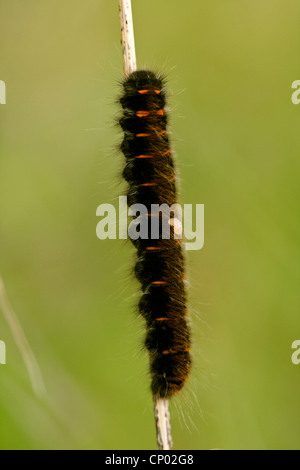 Fox Moth (Macrothylacia Rubi), mit Larve eines Parasiten, Deutschland, Baden-Württemberg Stockfoto