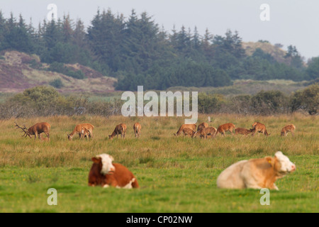 Rothirsch (Cervus Elaphus), zusammen mit Hirsche auf einer Weide, Dänemark, Jylland Stockfoto